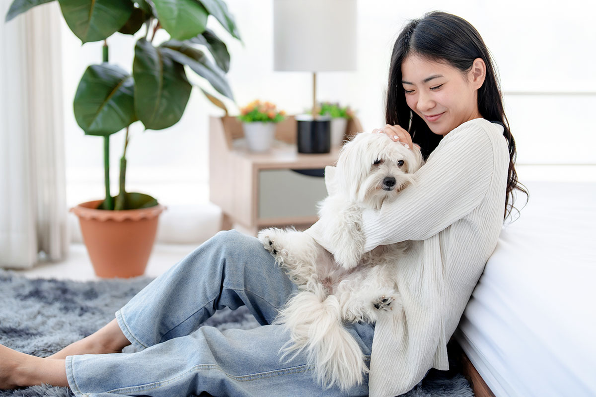 Maltese, gentle and affectionate, bringing calm companionship and soft comfort.