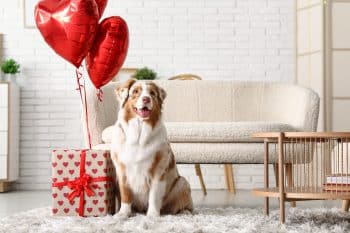 15 Sweetheart Deals on Valentine’s Day Dog Toys, Treats, and More 35 shutterstock 2410881255 350x233 1