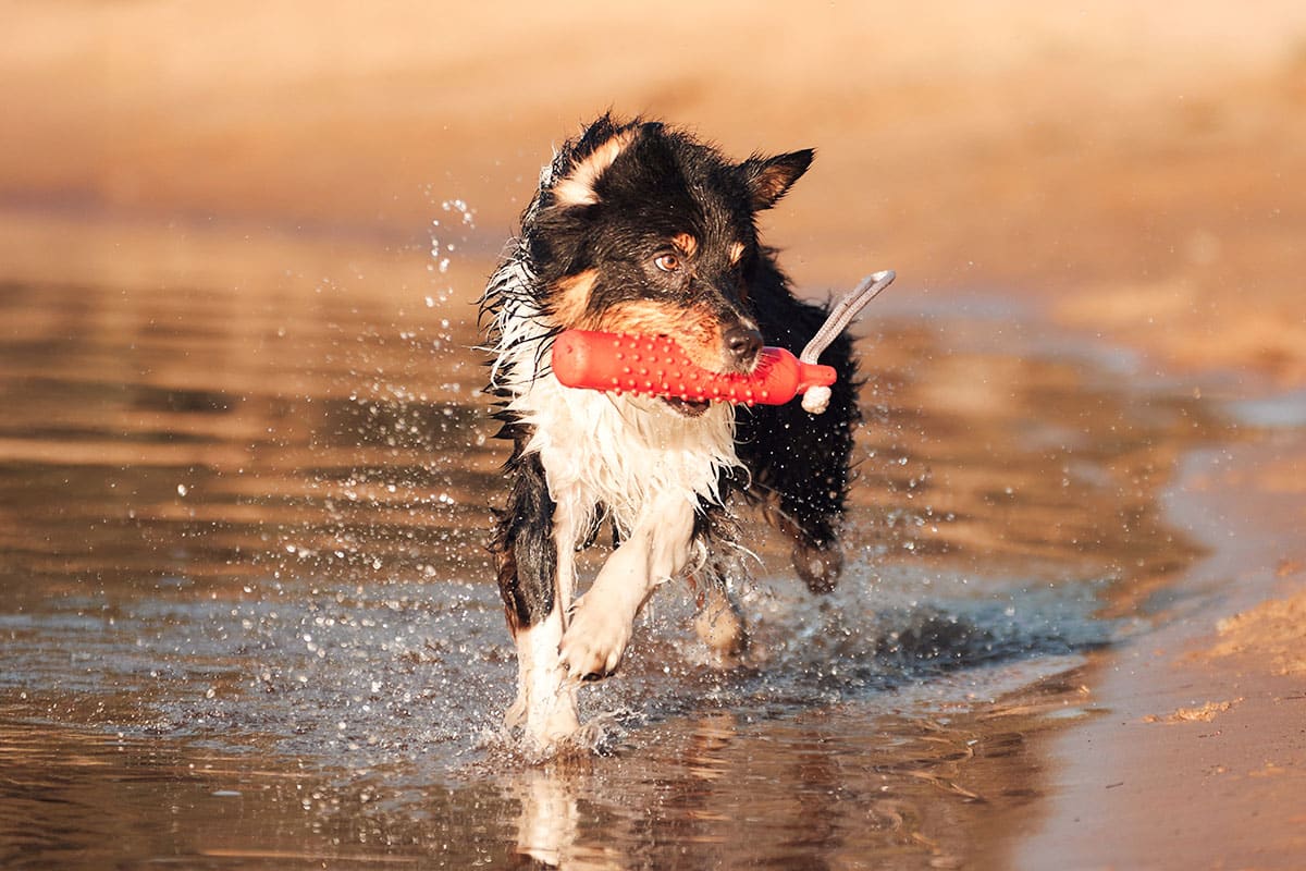 Australian Shepherd, energetic and playful, always ready for a new game.