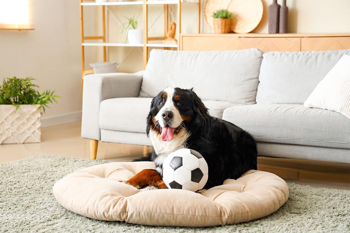 Bernese Mountain Dog, large, fluffy, and bringing mud indoors effortlessly