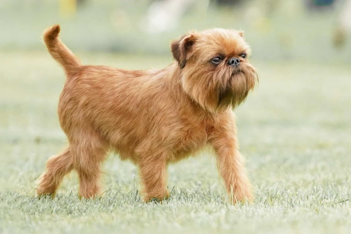 Brussels Griffon, intense and confident with a dramatic personality