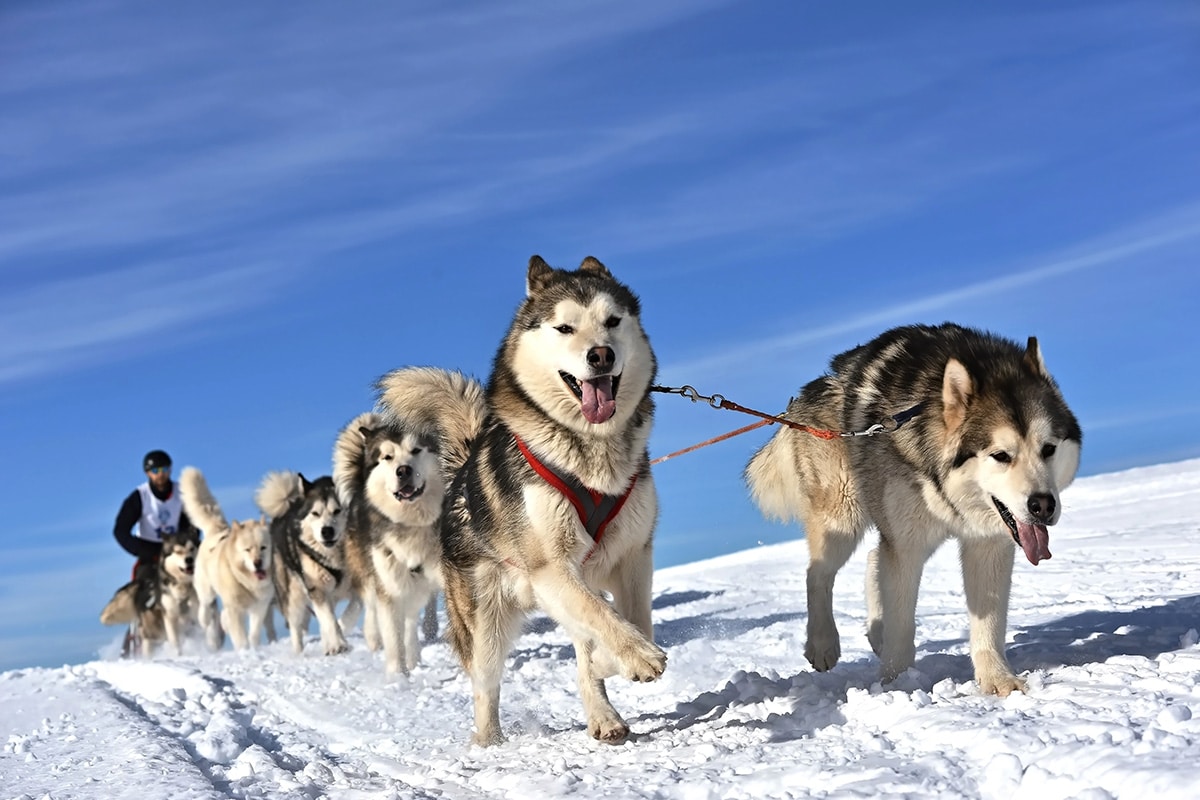Alaskan Malamute thick-coated and strong, loving snowy outdoor adventures.