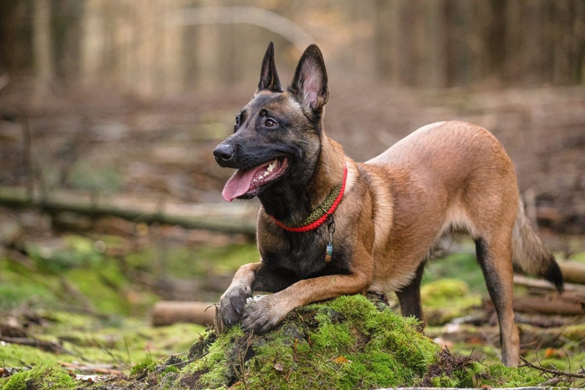 11 Rugged Dog Breeds That Make The Best Hiking Buddies 12 Belgian Malinois is intense and athletic, thriving on demanding outdoor adventures.