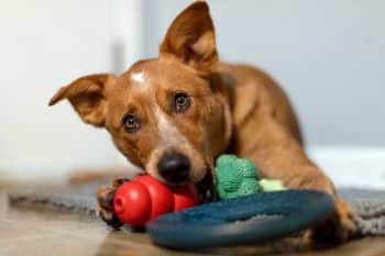 shutterstock 2589709019 350x233 1