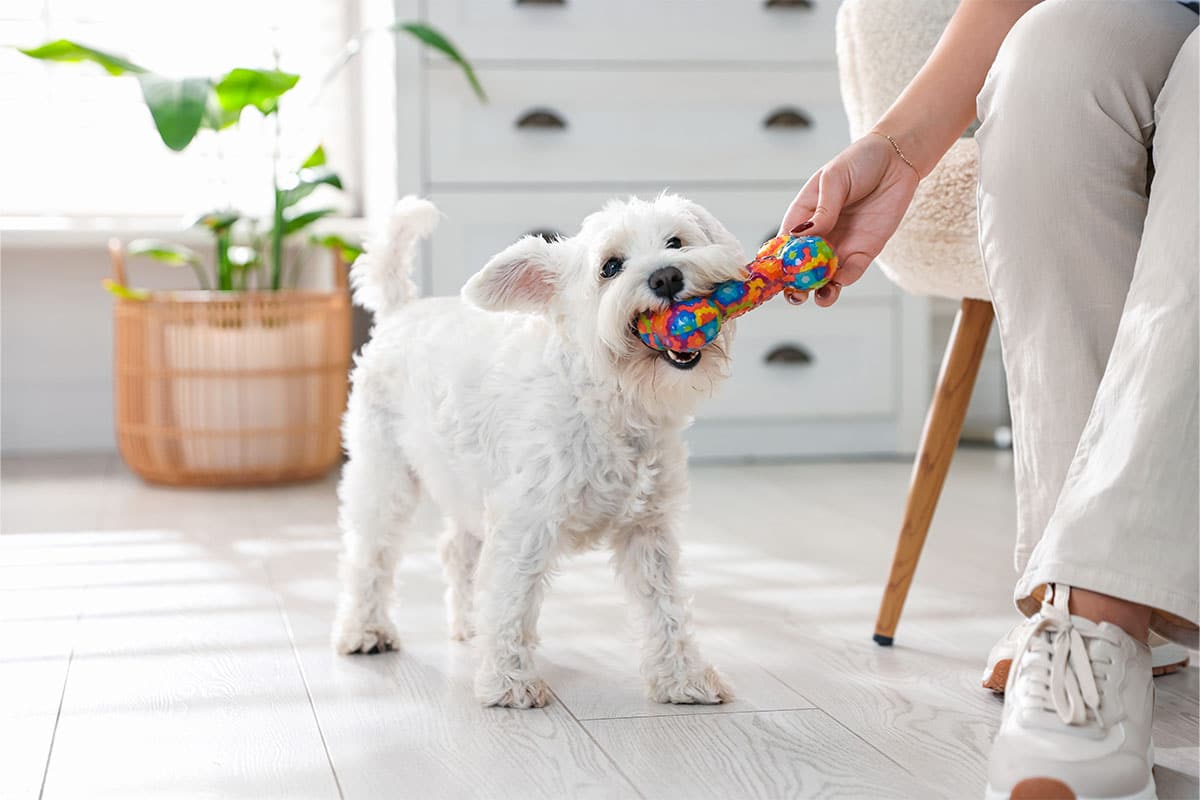 Miniature Schnauzer is lively and playful, always ready for interactive fun.