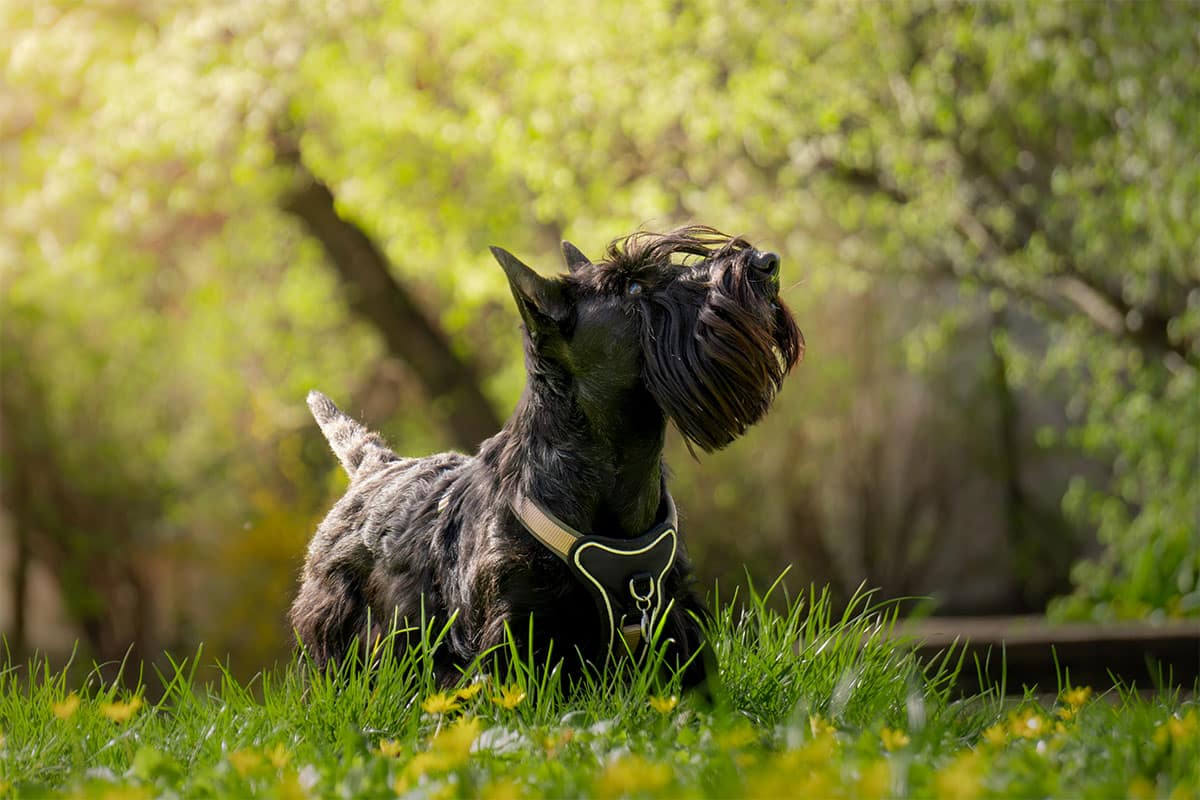 Scottish Terrier dignified, stubborn, and quietly confident