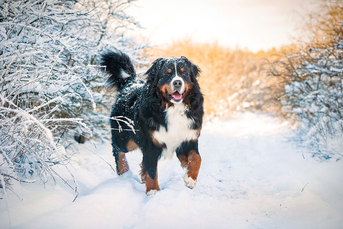 Bernese Mountain Dog, calm and fluffy, thriving in crisp mountain air.