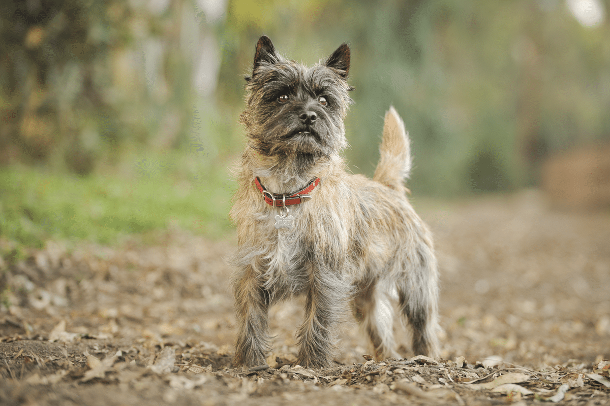 Cairn Terrier tough, brave, and full of fearless spirit