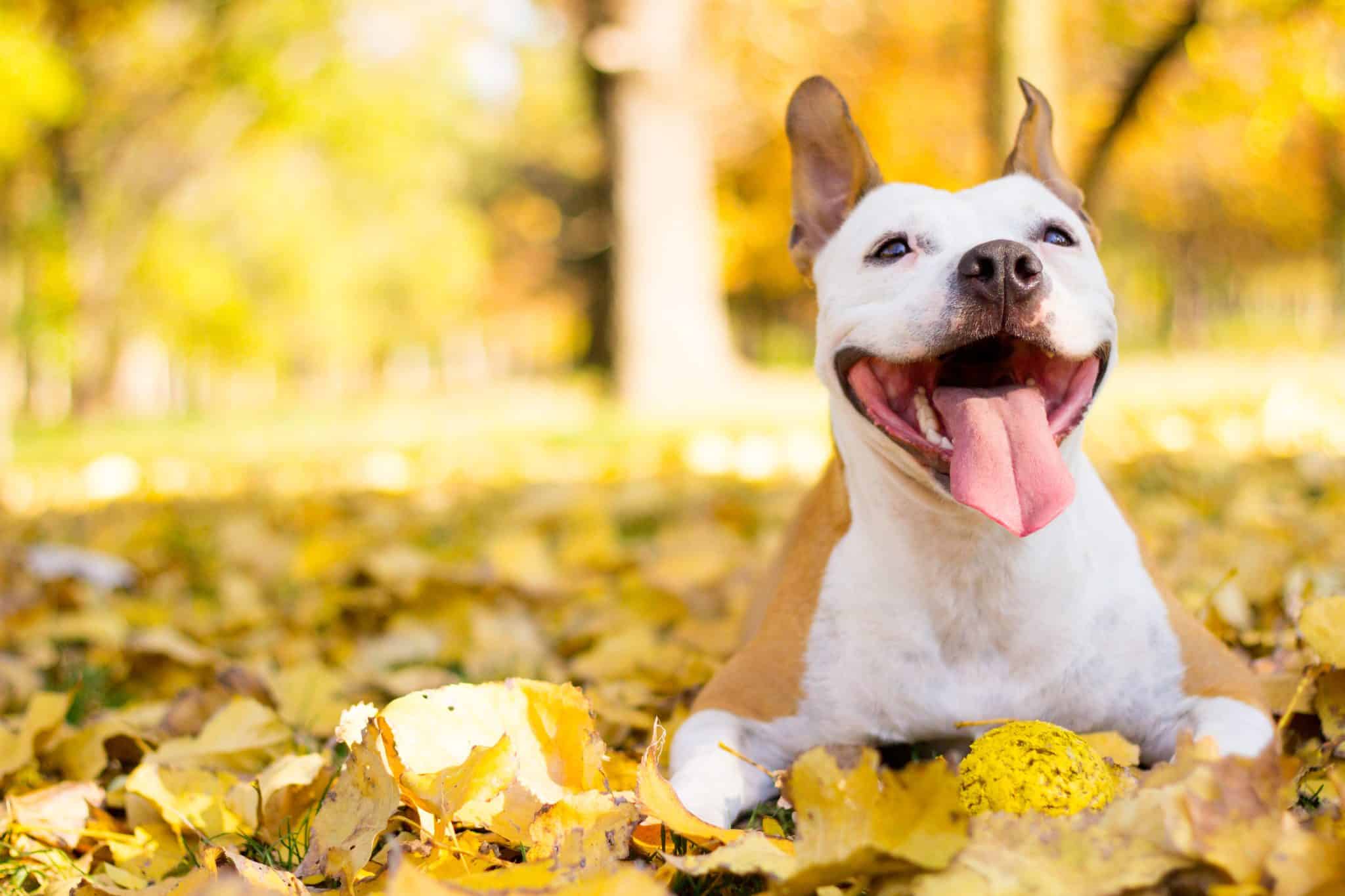 shutterstock 528051385 scaled 1