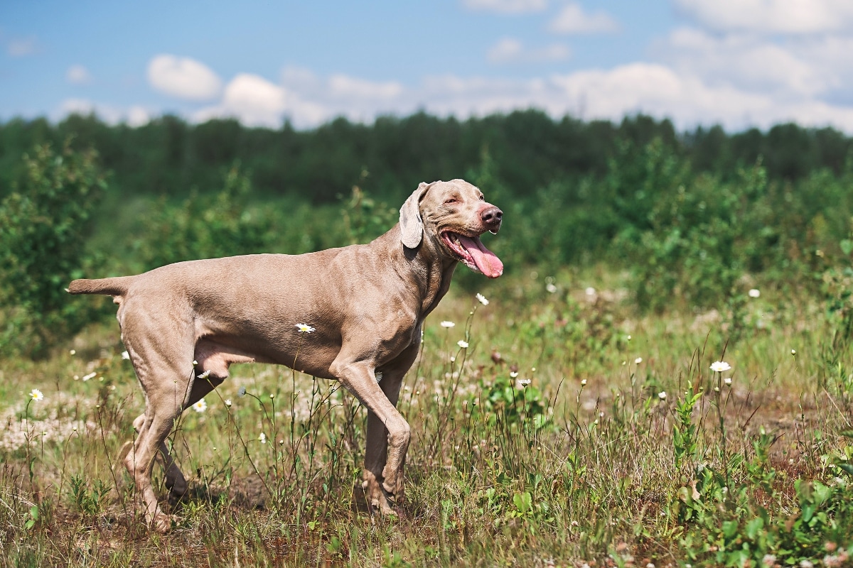 11 Rugged Dog Breeds That Make The Best Hiking Buddies 11 Weimaraner is sleek and energetic, always ready for fast-paced hikes.