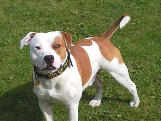 Best raw dog food for Staffordshire Bull Terriers