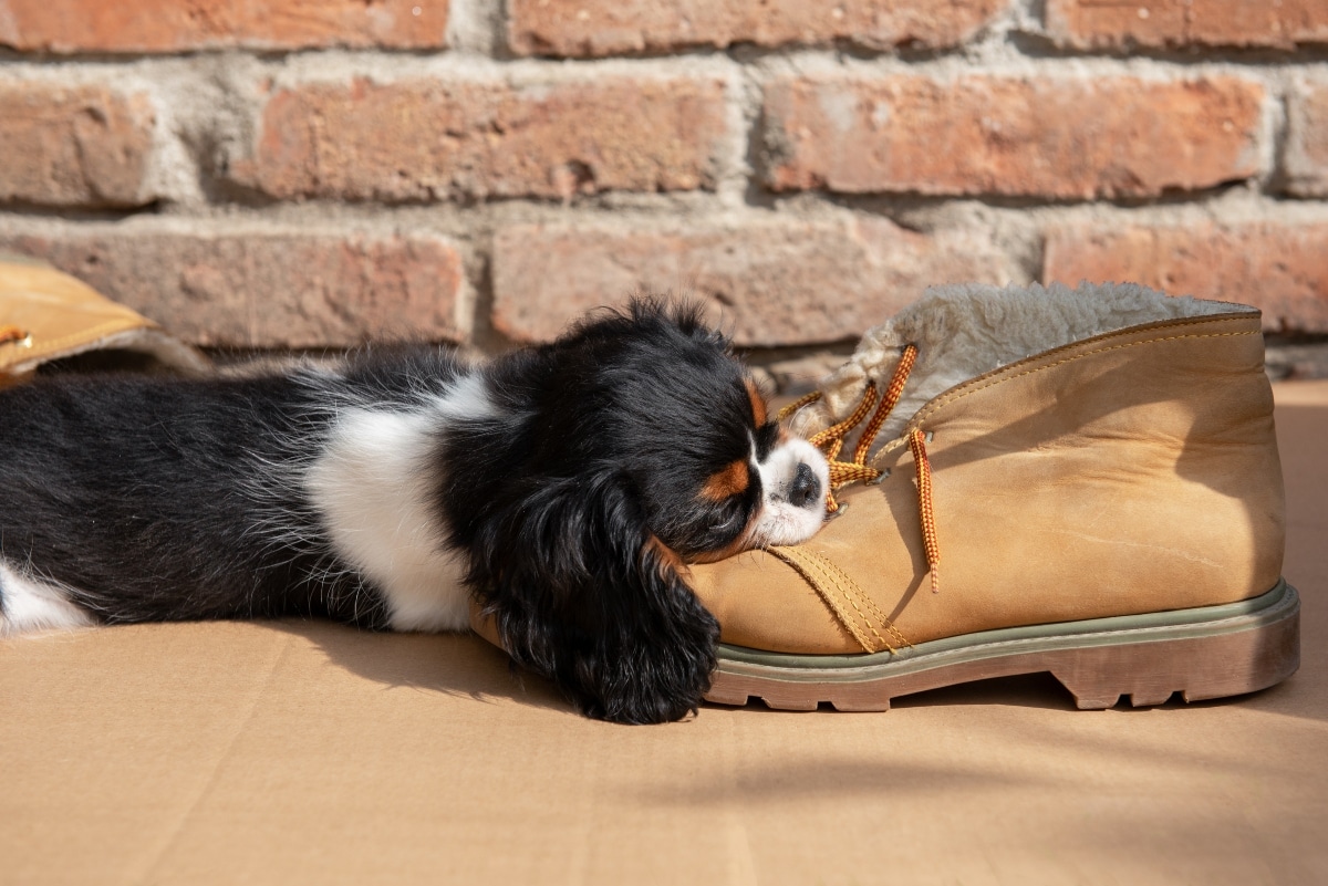 Cavalier King Charles Spaniel, sweet and playful, eager for gentle games.