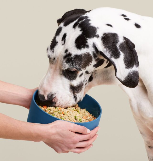The 13 Best Dog Foods – 2026 14 unknown 278441109 131357565881319 5964145398420111602 n e1750175779323