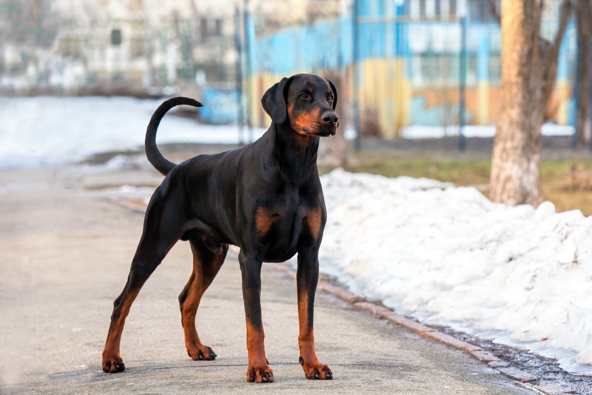 Doberman Pinscher focused and composed, thriving under firm routines and training.