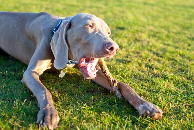 Best raw dog food for Weimaraners