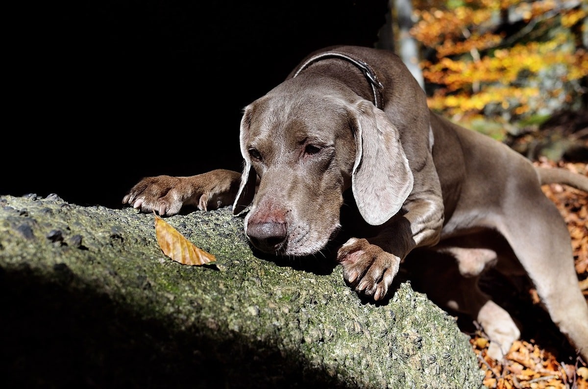 weimaraner 2854875 1280 2 1