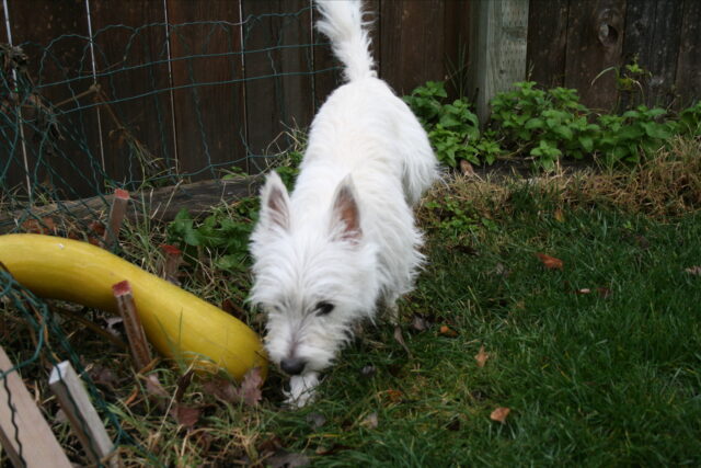 Best raw dog food for Westies