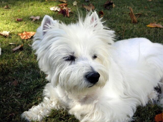 Best raw dog food for Westies