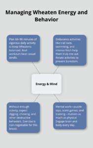 wheaten terrier puppy adoption infographic 1 1767305537