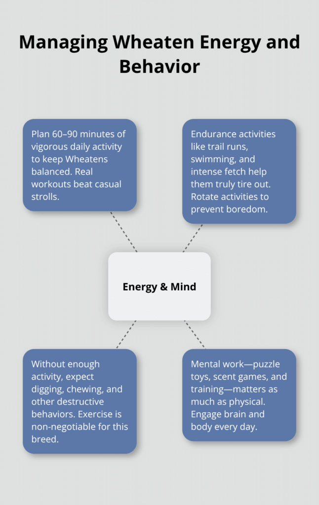 How to Find Wheaten Terrier Puppy Adoption Options 2 wheaten terrier puppy adoption infographic 1 1767305537