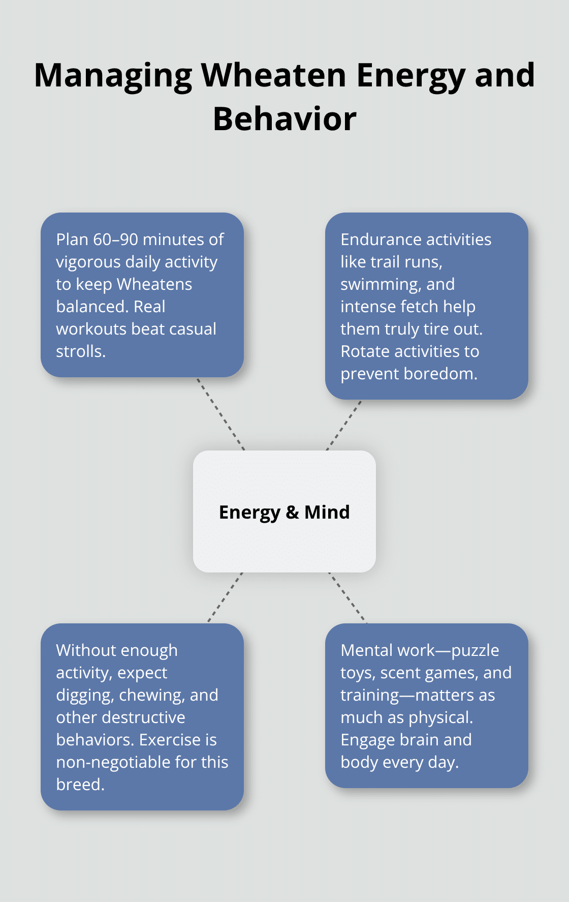 How to Find Wheaten Terrier Puppy Adoption Options 3 Visual guide to a Wheaten Terrier’s daily exercise and mental stimulation needs