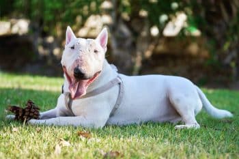 white bull terrier wearing harness with large cone lying green grass outdoors summer day 1 350x233 1