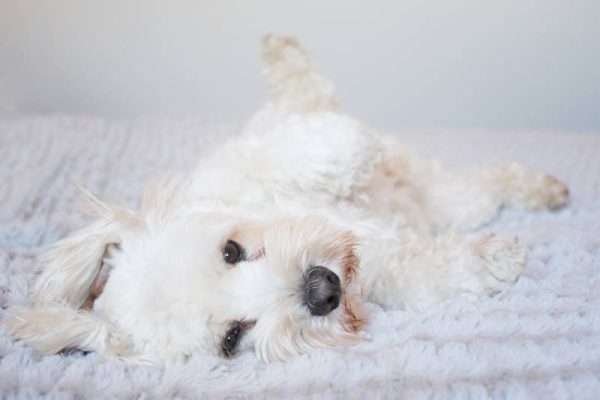white fluffy dog looking cute lying on his back for a tummy rub David Charles Cottam Shutterstock 600x400 1