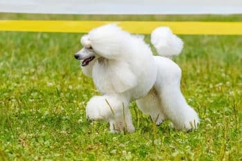 White poodle running in the grass