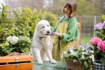 woman playing with her white dog while taking care flowers garden 2 1 350x233 1