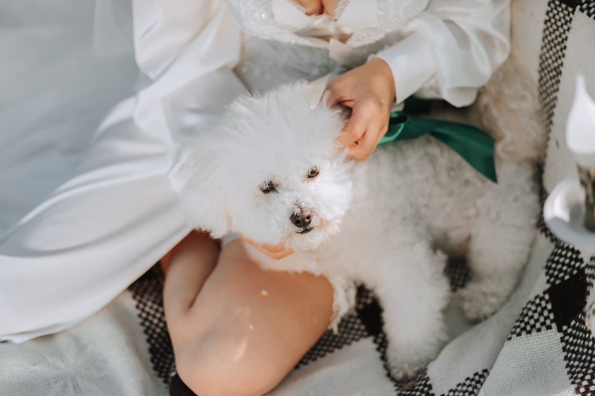 A gentle dog with a calm expression, offering quiet comfort and warmth.